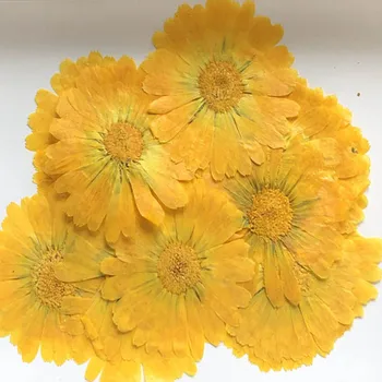  100 adet 4-7cm Preslenmiş Kurutulmuş Calendula Officinalis Çiçek Bitki Herbaryum Takı Kartpostal Davetiye Kartı İmi Mum DIY